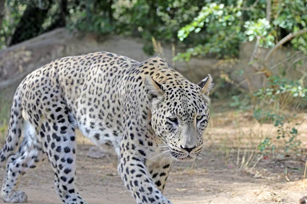 Leopardo Caminha Busca Comida Terrível Leopardo — Fotografia de Stock
