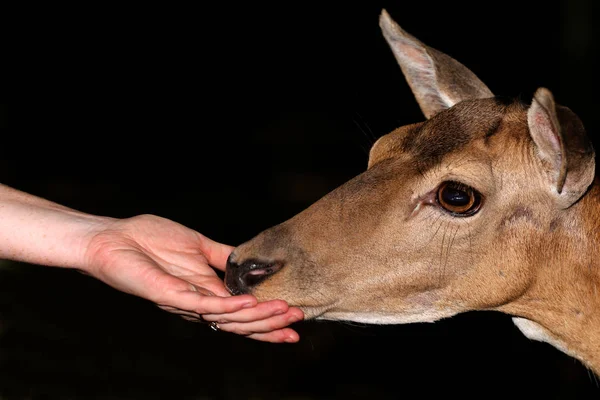 Rehe Wald Auf Der Weide — Stockfoto