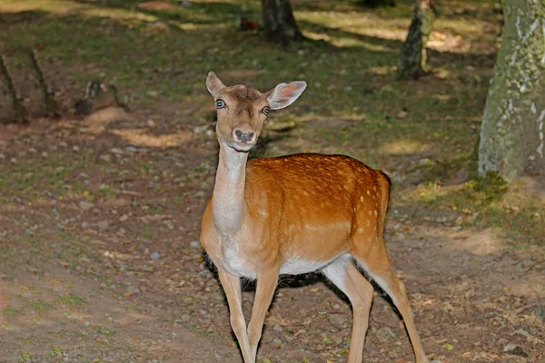 Rehe Wald Auf Der Weide — Stockfoto