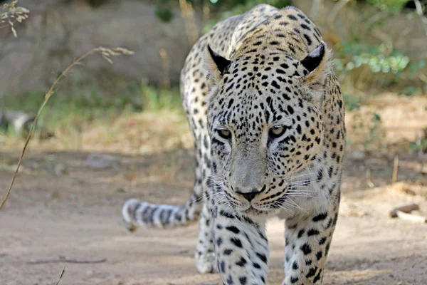 Leopard Sétál Keres Élelmiszer Egy Szörnyű Leopárd — Stock Fotó