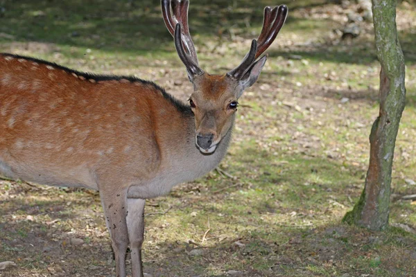 Rehe Wald Auf Der Weide — Stockfoto