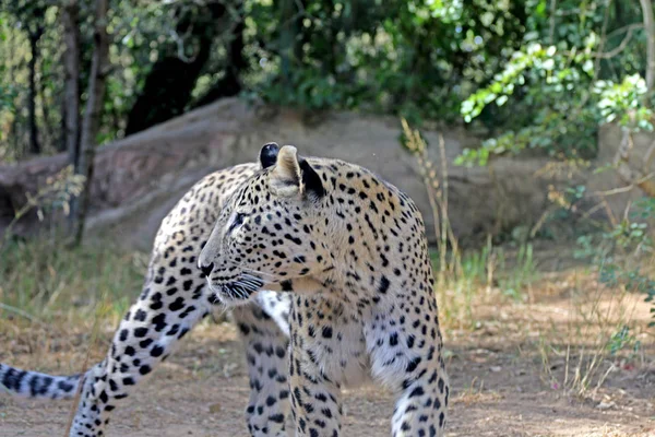 Leopard Spacery Poszukiwaniu Żywności Straszne Leopard — Zdjęcie stockowe