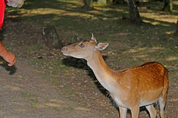 Herten Het Bos Weide — Stockfoto