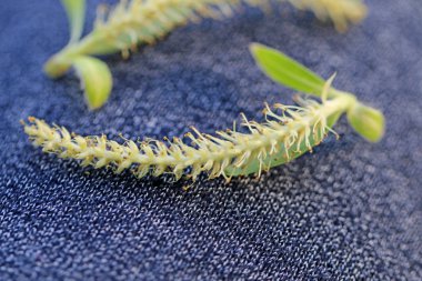 arkaplan için ilk yapraklar