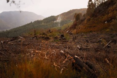 Hill, yeşil çimen, yoğun orman, beyaz duman, yakacak odun ve dalları, bulutlar, soğuk, sonbahar hava, lansdcape resmini