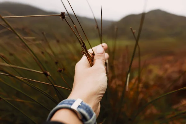 女子手捧红 干秋草 人与自然 爱护环境 野外生活 — 图库照片
