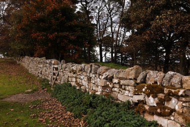 Highland ağaçlarda önünde taş çit. Yeşil ot ve çalılar. Doğa kırsal.