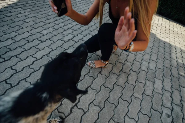 Cão Manchado Preto Brinca Com Garota Quintal Dia Ensolarado Tempo — Fotografia de Stock