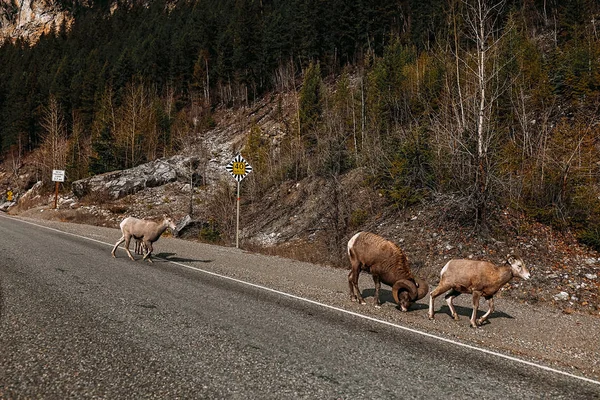 Road through the wild area, tree goats walking on the sides. Animals in the nature. Road signs of speed limit. Trees around.