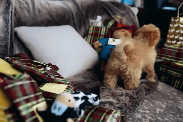 赤い巻き毛毛皮ソファの上に立って 転がってクリスマス休暇の多くの贈り物の甘い子犬正月や冬の休日の不思議な雰囲気 素敵な犬 Maltipoo を与える彼の愛 — ストック写真