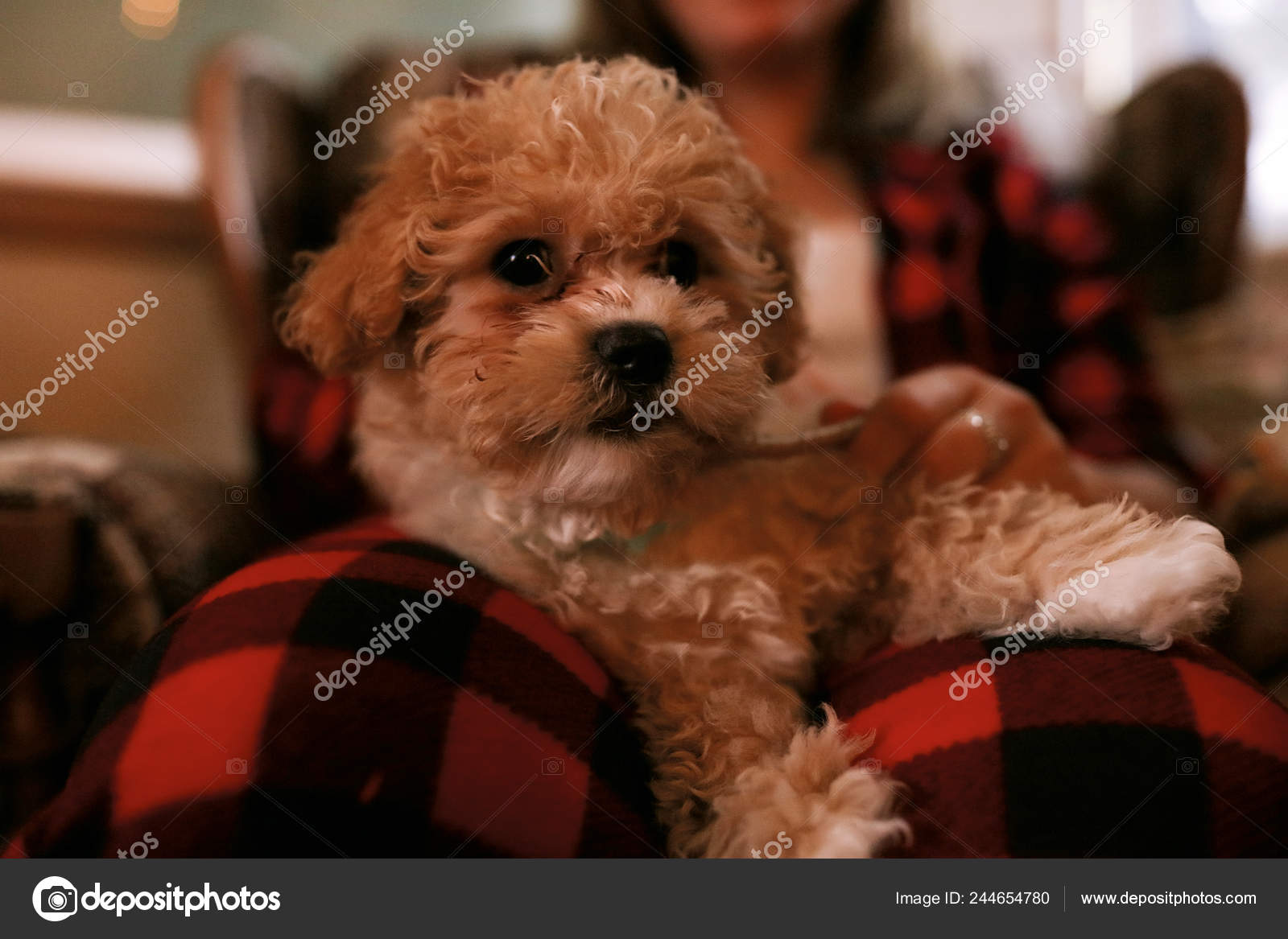 Cute Puppy Red Curly Hair White Spot Chest Black Nose Stock Photo by  ©Diana.mironenko 244654780