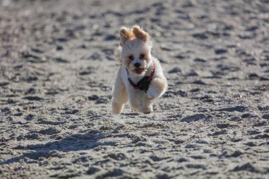 Denize yakın sahilde çalışan küçük tatlı. Kulakları aşağı yukarı zıplıyor, kırmızı dil, küçük siyah burun ve gözleri. Kıvırcık beyaz kürk ve kavisli kuyruk. Hızlı ve mutlu arkadaş.