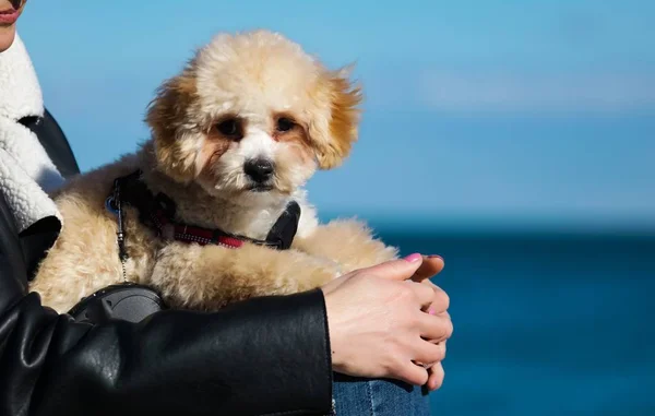 愛らしいマルティプーの子犬は 所有者の手の上に横たわって 長い散歩の後に疲れ ビーチで遊んでいます 風に揺れついていたカーリーファー 小さな黒い目と鼻背景に青い空と海 — ストック写真