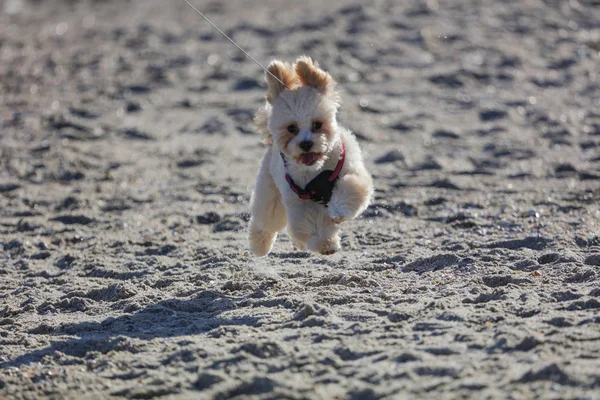 Denize yakın sahilde çalışan küçük tatlı. Kulakları aşağı yukarı zıplıyor, kırmızı dil, küçük siyah burun ve gözleri. Kıvırcık beyaz kürk ve kavisli kuyruk. Hızlı ve mutlu arkadaş.