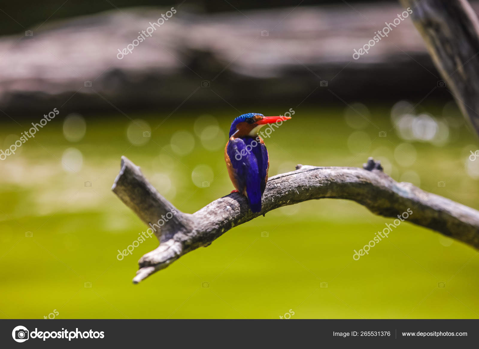 Sitting River Branch Cute Small Bird Bright Feather Red Beak Stock Photo by © 265531376 Sitting River Branch Cute Small Bird Bright Feather Red Beak Stock Photo by © 265531376