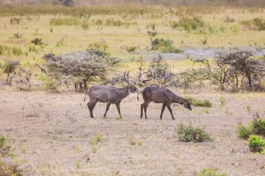 Savanada yürüyen iki güzel antilop, kurumuş topraklar, çalılıklar ve ağaçlar. Afrika safari, güzel doğa.