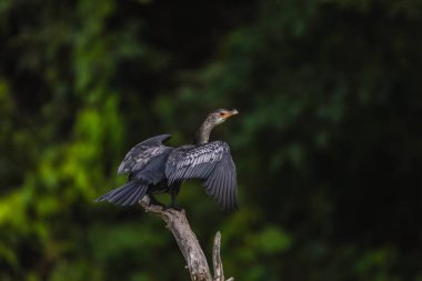 Afrika ormanlarında ağaç dalından gelen muhteşem siyah ördek. Arka planda tropikal orman. Uzun boyun, kuyruk ve geniş kanatlar.