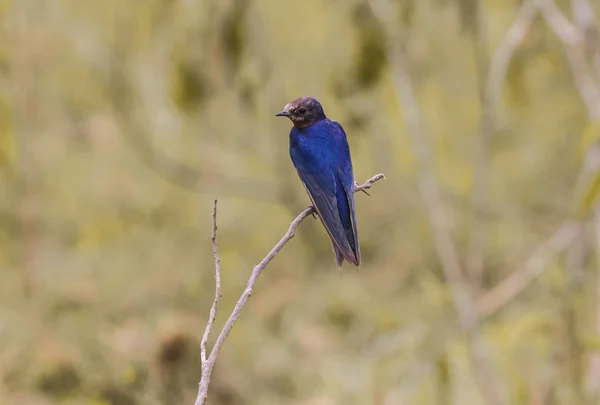Tiny blue bird sitting on the thin branch in the middle of the savanna. Hot african sun, dried grass on the background. Beautiful cute creature with bright feather.
