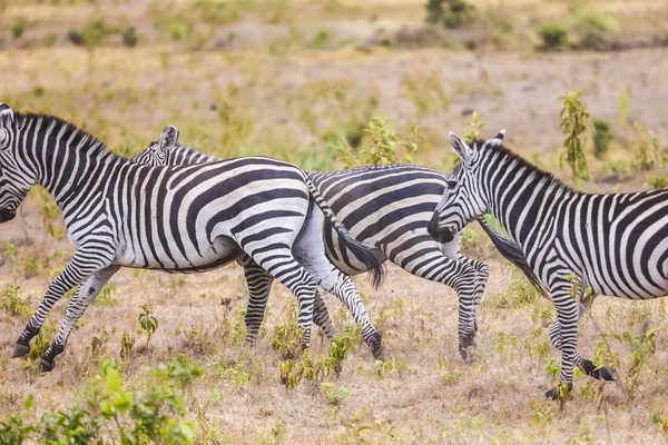 Three wild zebras running in african savanna, looking for tasty grass and plants. Get off the lions and other predators. Dried grass on the ground, hot weather.