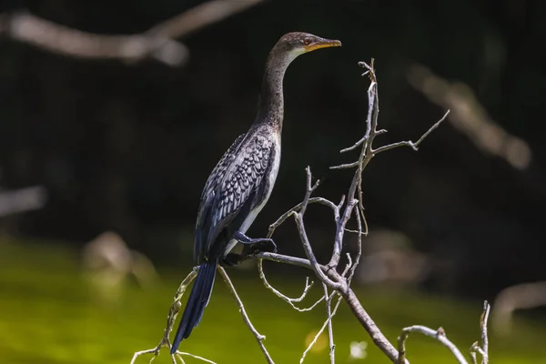 Pájaro Aislado Sentado Delgada Rama Esperando Los Peces Cuerpo Largo — Foto de Stock