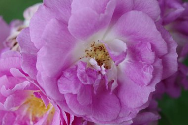 Pembe gül. Yakın çekim.