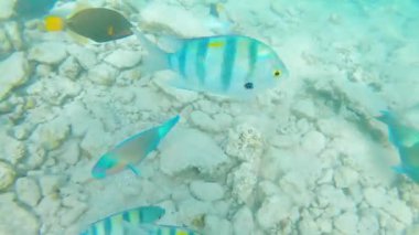 Sualtı Renkli Tropikal Balıklar. Tropik sualtı balıkları. Su altı balık resifi denizcisi. Tropik renkli deniz manzarası. Su altı resifi. Resif mercan sahnesi. Mercan bahçesi deniz manzarası.