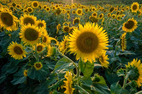 Gün batımında ayçiçeği tarlası Arkasından parlayan bir güneş ışığıyla