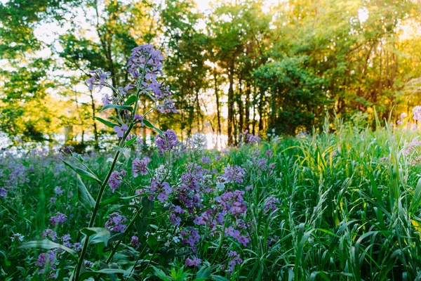 Ontario kır çiçekleri Kettle Gölü yakınlarında güneşli bir günde