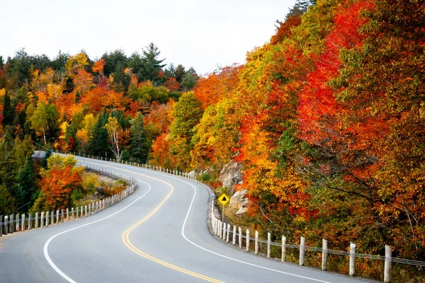 Algonquin parkında yeşillik zirvesi