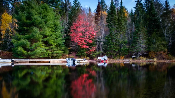 Sonbaharda Ontario manzarası: Algonquin Park gölüne yansıyan inanılmaz kırmızı ağaç