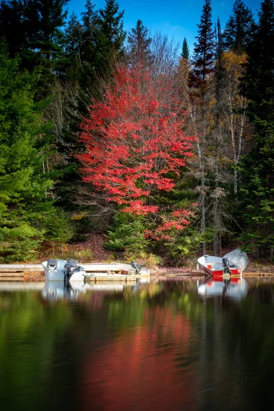 Suya yansıyan parlak kırmızı ağaç - Algonquin Park, Ontario, Kanada