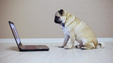 Yan görünümü bir film izlerken bir kelebek giyinmiş bir dizüstü bilgisayar ekranında bir şirin pug köpek görünüyor