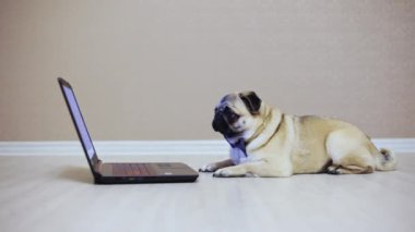 Bir kelebek izlerken bir film, yorgun, yan görünüm, giyinmiş bir dizüstü bilgisayar ekranında bir şirin pug köpek görünüyor
