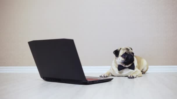 Een schattig pug hond kijkt naar het scherm van een laptopcomputer, gekleed in een vlinder, lettend op een film, moe — Stockvideo