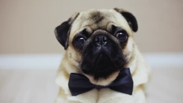 Primer plano retrato de perro pug divertido elegante se sienta vestido con una corbata de lazo para una boda o como un trabajador de oficina — Vídeo de stock