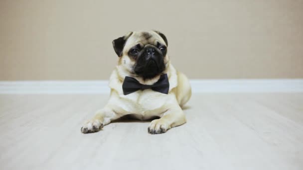 Un perro pug divertido elegante se encuentra vestido con una corbata de lazo para una boda o como trabajador de oficina — Vídeos de Stock