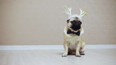 Pug doğurmak geyik boynuzları ile katta oturan bir yeni yıl takım, şirin komik köpek.
