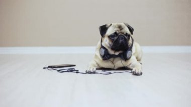 Şirin, gülünç pug köpek portresi müzik dinlerken kulaklık yatıyor