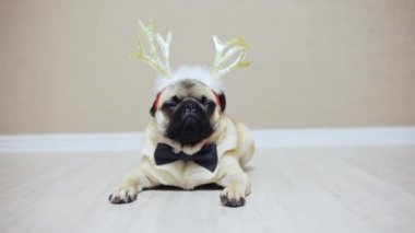 Yeni yıl bir takım, geyik boynuzları pug doğurmak şirin komik köpek