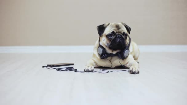 Retrato de bonito, cão pug engraçado encontra-se em fones de ouvido ouvir música — Vídeo de Stock