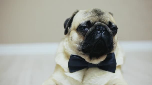 Close-up portrait of elegant funny pug dog sits dressed in a bow tie for a wedding or as an office worker — Stock Video