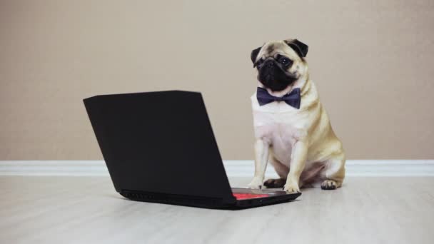 Um cachorro bonito olha para a tela de um computador portátil, vestido com uma borboleta assistindo um filme — Vídeo de Stock