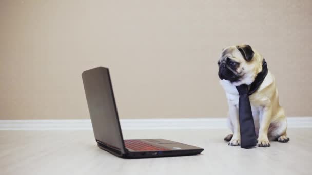 Elegant funny pug dog looks at the screen of a laptop computer, dressed in a tie watching a movie, side view — Stock Video