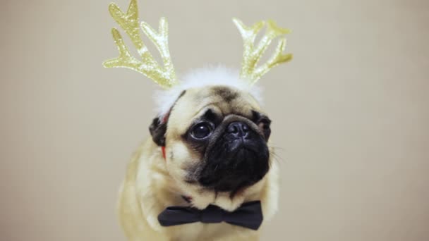 Портрет милой забавной собаки породы мопсов в новогоднем костюме, оленьи рога — стоковое видео