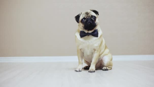 Um cão pug engraçado elegante senta-se vestido com um laço para um casamento ou como um trabalhador de escritório — Vídeo de Stock