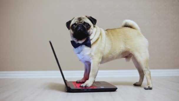 En söt mops hunden arbetar på en bärbar dator, klädd i en fjäril som titta på en film, tassar på tangentbordet — Stockvideo