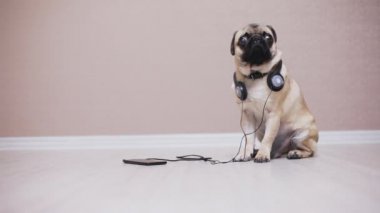 Şirin, gülünç pug köpek müzik dinlerken kulaklık portresi