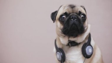 Şirin, gülünç pug köpek köpek sürpriz müzik kulaklık portresi