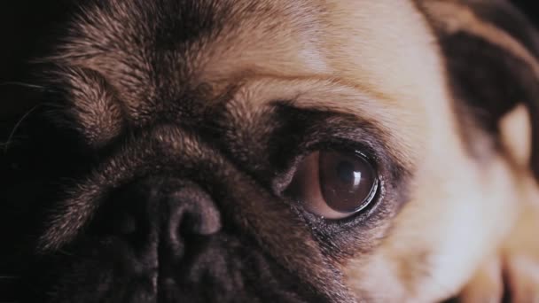 Portrait of a cute pug dog, macro eye, close-up — Stock Video