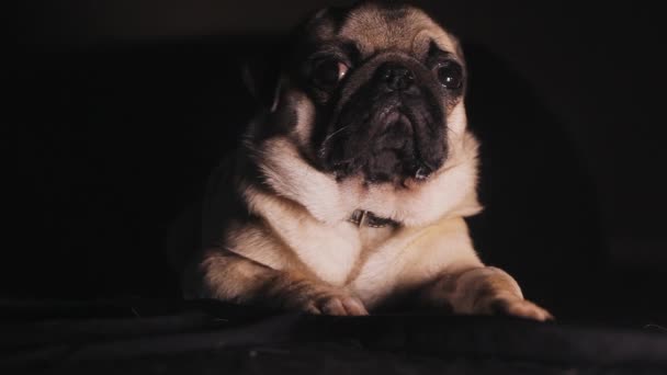 Portre sevimli pug köpek içinde belgili tanımlık karanlık — Stok video